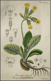 Same day delivery, low price guarantee.send flowers, baskets, funeral flowers when you need to send the very best flowers in flora, indiana select avas flowers. On The Origins Of Observations Of Heterostyly In Primula Gilmartin 2015 New Phytologist Wiley Online Library