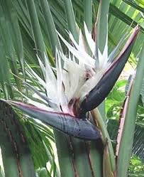 Image result for Strelitzia alba