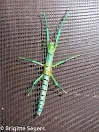 Image result for Mostuea batesii