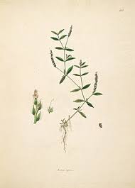 Image result for Rungia