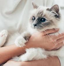Birman Kittens For Sale Near Me Birman Kittens For Sale Adoptapet Com Birman Kittens For Sale Birman Kittens Birman Cat