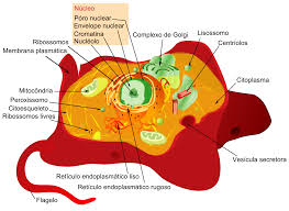 Investigate and draw an onion cell (plant) and a cork cell. File Animal Cell Structure Pt Svg Wikimedia Commons