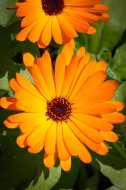 Orange flowers that keep bugs away. 7 House Plants To Keep Insects Out Of Your Home How To Get Rid Of Flies