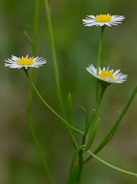 Image result for Erigeron steudelii