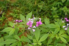 Image result for Cleome macrophylla