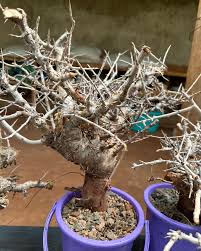 Image result for Commiphora kua