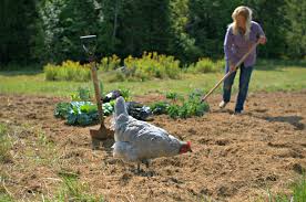 Instead of using manure as a fertilizer, use it as a soil conditioner. Using Chicken Manure In The Garden Fresh Eggs Daily
