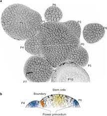 Check spelling or type a new query. What Shoots Can Teach About Theories Of Plant Form Nature Plants