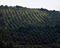 Image of زراعة الأفوكادو في المكسيك