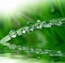 Hd wallpaper hijau muda polos wallpaper lucu sumber wallpaperxlucu.blogspot.com. 24 Green Hijau Ideas Green Photo Green Leaf Background