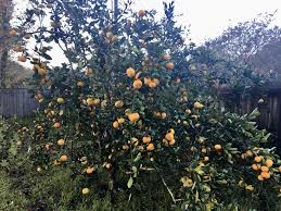 Find out how many years it takes your fruit trees to bear fruit. It S Satsuma Time In Louisiana