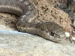 Couchi gigas ), found in central california, which can reach a length of 4 feet or more. Wandering Garter Snake Snakes Of The Texas And Oklahoma Panhandles And Northeastern New Mexico Inaturalist