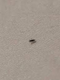 Check spelling or type a new query. Tiny Flying Insects In Your House Thriftyfun
