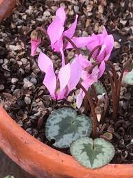 Image result for Cyclamen parviflorum