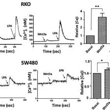Presentacion de anteproyecto marzo 2016 (1). Pdf Canonical And Non Canonical Wnt Signaling Are Simultaneously Activated By Wnts In Colon Cancer Cells