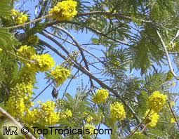 Image result for Peltophorum africanum