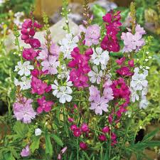 Spring Hill Nurseries Brillant Miniature Hollyhock Alcea Live Bareroot Plant Rosy Red Flowering Perennial 1 Pack 63019 The Home Depot Spring Hill Nursery Hollyhock Plants