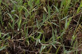 Image result for Digitaria compressa