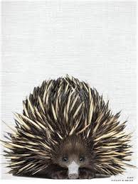 Aussie Animal Print Garry The Echidna Australian Native Animals Australia Animals Australian Fauna