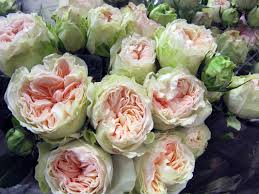 I nomi dei fiori per i bambini sono belli e hanno un significato a volte mistico. New Rose Variety Pashmina From Neve Brothers April Flowers Rose Varieties Flower Names