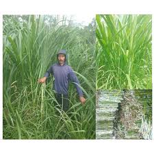 Odot wonogiri, harga rumput odot per kg, harga rumput odot perkembangbiakan rumput odot dapat dilakukan dengan metode vegetatif, yaitu dengan menggunakan percabangan yang tumbuhnya paling baik. Bibit Rumput Gajah Raja King Grass Perkilo Shopee Indonesia