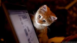 Cool animal wallpapers for computer. Wallpaper Cat Curiosity Computer Pet Animal Wallpapers Desktop Background