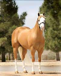 Halter lines in quarter horses/paints are bred to look like this, big butts,  and lots of muscle mass. : r/BeAmazed