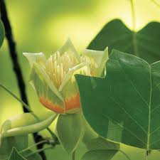 Image result for Liriodendron tulipifera