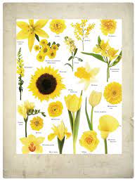 We did not find results for: Yellow Types Of Flowers Beautiful Flowers Flower Guide