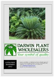 Image result for Plumbago ituriensis