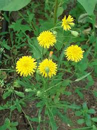 Image result for Crepis newii