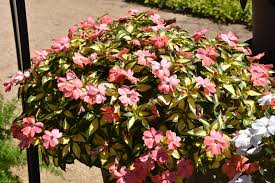 Image result for Impatiens sylvicola