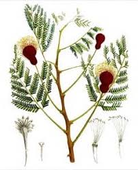 Image result for Parkia