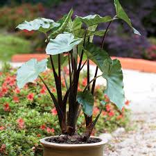 Image result for Colocasia