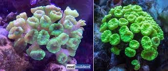 outro sun is shining and the weather is sweet sun is shining. Updates And Lessons Learned From Our 90 Gallon Reef Tank Reef Builders The Reef And Saltwater Aquarium Blog