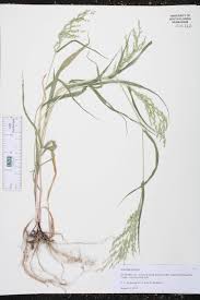 Image result for Urochloa ramosa