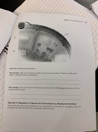 Solved 309 Chapter 16 The Endocrine System 04 Figure 16 1 Chegg Com