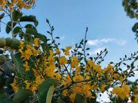 Image result for Pterocarpus rotundifolius