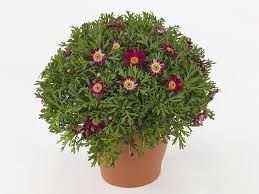 Image result for Vigna frutescens