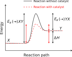 Catalyst Generic Potential Energy Diagram Showing The Effect Of A Catalyst In A Hypothetical Endotherm Energy Activities Chemical Reactions Chemical Kinetics