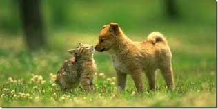 With this video, our main goal is to spread. Dogs Are Male Cats Are Female