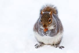 „zelfs de olifanten stappen dapper door de sneeuw, zegt hoofd dierverzorger willem verdonck van dierenpark amersfoort. Gratis Afbeeldingen Sneeuw Koude Winter Wit Dier Schattig Wildlife Wild Vacht Zittend Klein Bruin Zoogdier Moer Eten Knaagdier Fauna Bakkebaarden Grijs Een Staart Gewerveld Chipmunk Schepsel Mooi Gerbil Vos Eekhoorn