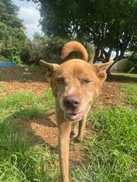 Lost dog found in Lexington, Kentucky