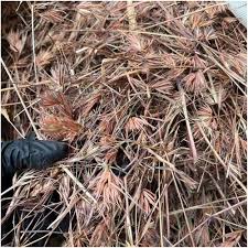 Image result for Themeda