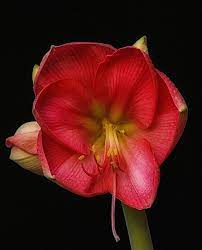 Red Amaryllis Red Amaryllis Flower Photos Flowers