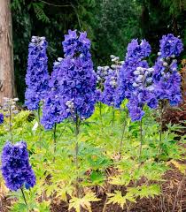 Image result for Delphinium leroyi