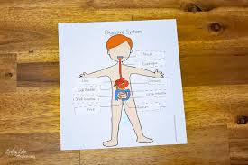 If you want more of a challenge, include anatomical parts, such as the brain stem. Digestive System Worksheets For Kids