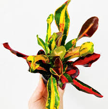 Image result for Codiaeum