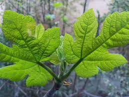 2 easy ways in water or soil! Fig Tree Leaves All About The Foliage