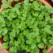 This post has been edited by hack3line: 25 Biji Benih Daun Ketumbar Coriander Shopee Indonesia